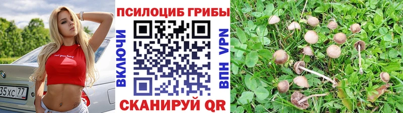 МЕГА маркетплейс  наркота  Новосибирск  Галлюциногенные грибы GOLDEN TEACHER 